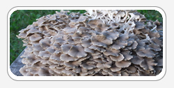 Polyphorus