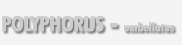 Polyphorus